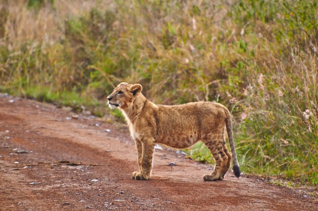 Kid lion